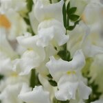 White P 68-05 