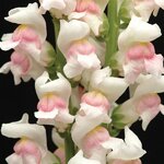 Appleblossom P 35.01 