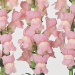 Shell pink P 35.12
