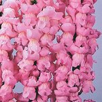 Yosemite Pink P 35.07