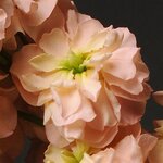 Apricot P 34.01 
