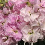 Cherry Blossom P 34.03 