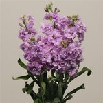 Lavender light P 34.06