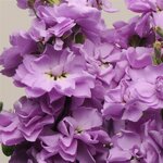 Lavender blue P 34.05