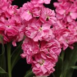 Pink P 34.07 