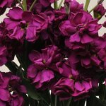 Purple P 34.08