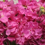 Rose Bright P 34.09
