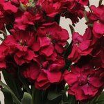 Ruby P 34.10
