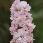 Appleblossom P89-3