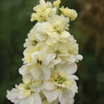 Miracle Yellow P89-9
