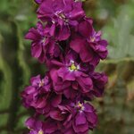 Purple Heart P89-5