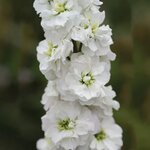 White Goddess P89-11