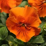 Orange P14.05 