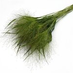 Просо декоративное Grass Panicum Capillare