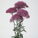 Michigan Purple P37.03