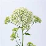 Michigan White P37.05 нет в наличии