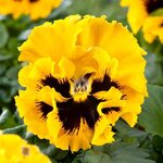 Yellow P14.08 