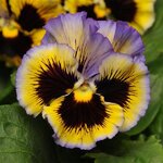 Yellow blue swirl P14.07