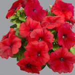 Red H01-05