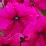 Burgundy H01-07