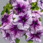 Orchide veined H01-09