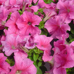 Rose veined H01-02