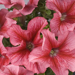 Red veined H01-03 
