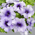 Blue veined H01-04