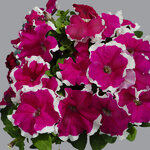 Rose picotee H01-16