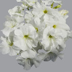 White H01-01