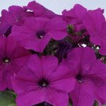 Violet H01-12