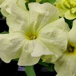 Yellow Lime H01-23 