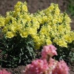 Yellow shades H04-02 