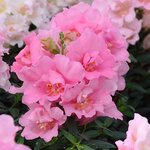 Rose H04-03