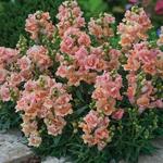 Peach H04-5