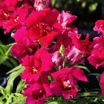 Violet H04-06
