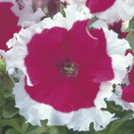 Cherry S8-04