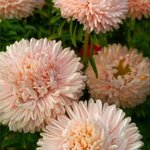 Цветок лотоса (Lotos Flower) SX4-11 