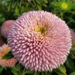 Розовый перламутр (Pink Mother-of-Pearl) SX4-5 