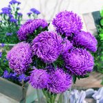 Сиреневый туман (Lilac Mist) SX4-14 нет в наличии