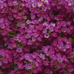 Purple shades P61.03 