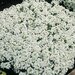 Алиссум Snow Crystals