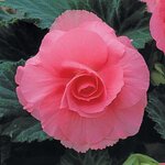 Pink P46-02