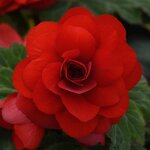Red нет в наличии