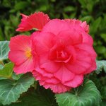 Rose P46-04