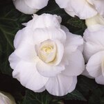 White нет в наличии
