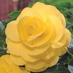 Yellow P46-08