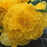 Бегония клубневая Америгибрид Ruffled, F1