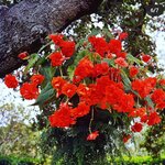 Scarlet orange P49-05