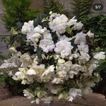 White P49-06
